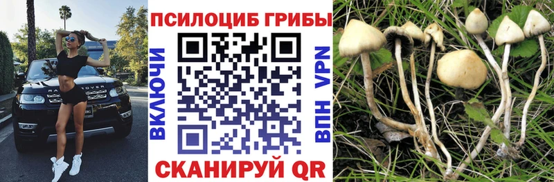 Псилоцибиновые грибы GOLDEN TEACHER купить наркотики цена Георгиевск